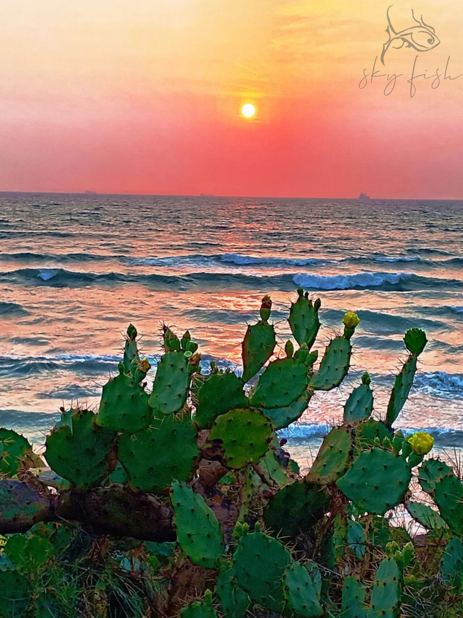 Sky Fish Sunset Cactus