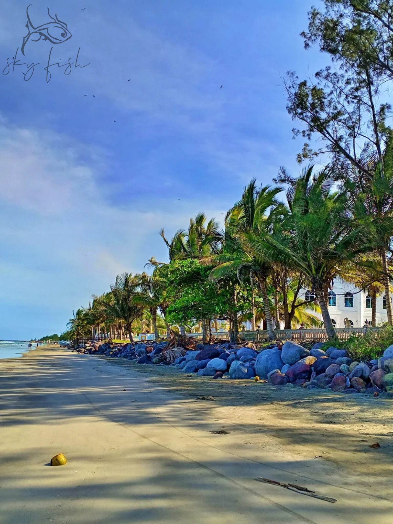 Sky Fish Palm Trees