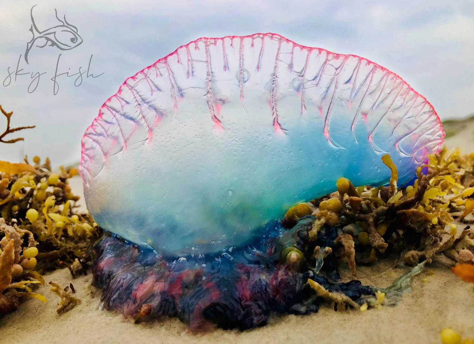 Sky Fish Bluebottle