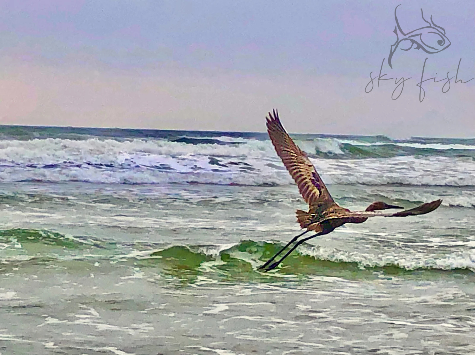 Sky Fish Flying Bird