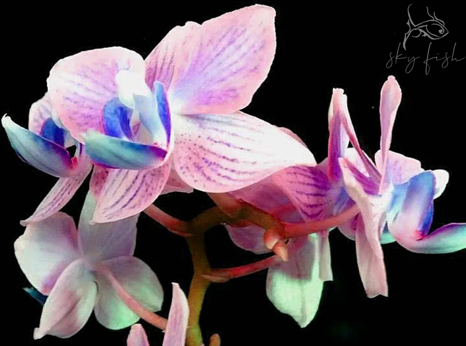 Sky Fish Flower